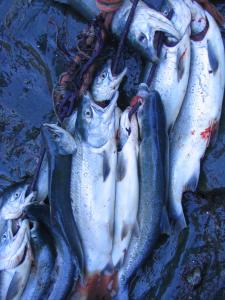 I think these are fish. Or Zebra's.  Elephants, perhaps?
