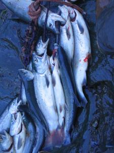 Fish.