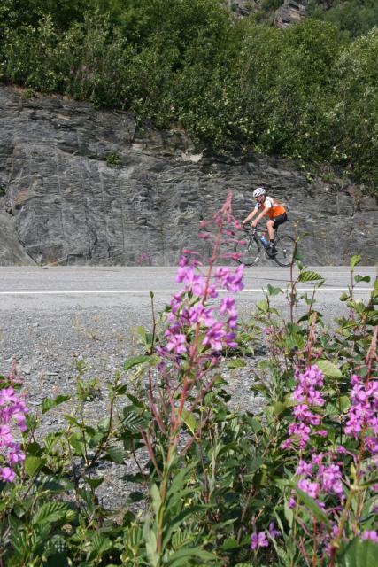 FIREWEED!!!!