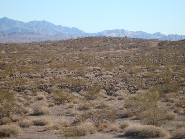 There's a coyote in the middle of this picture