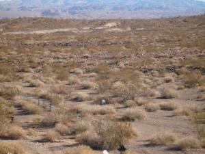 There's a coyote in the middle of this picture too.