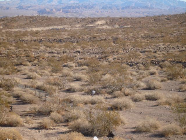 There's a coyote in the middle of this picture too.