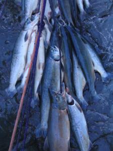 Fish.